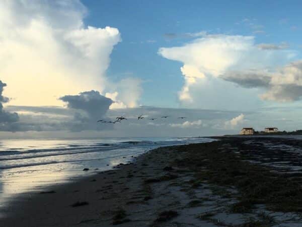 Homes in the distance gulls flying over the St George Island beach